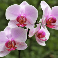 Piante non tossiche: Phalaenopsis