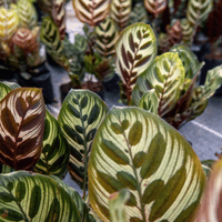 Piante non tossiche: Calathea