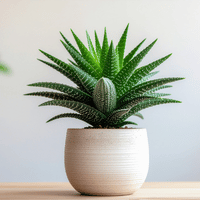 Piante non tossiche: Haworthia